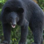 【社会】「ヒグマとツキノワグマの悪魔合体が起きている」…！いま秋田の猟師たちが恐れる「最凶のハイブリッド熊」の正体