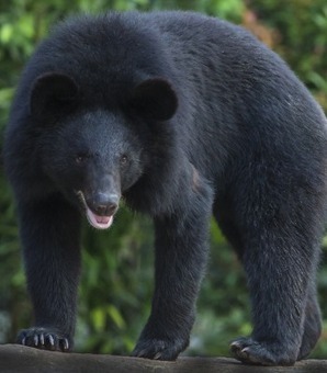 【社会】「ヒグマとツキノワグマの悪魔合体が起きている」…！いま秋田の猟師たちが恐れる「最凶のハイブリッド熊」の正体