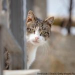 【芸能】男性アナ、猫にマイク向けたらまさかの“ハプニング”　「大変なことに…」と注意喚起