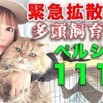 中川翔子が呼びかける猫救助！111頭多頭飼育崩壊現場猫たちを救う方法