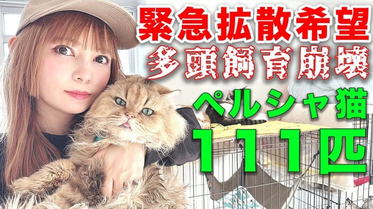 中川翔子が呼びかける猫救助！111頭多頭飼育崩壊現場猫たちを救う方法