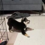 【社会】「犬との遊び方これでいいんだっけ？」300万再生された光景が、電車で見たら終わる　「おなか痛いwwww」「楽しいならOKです！」