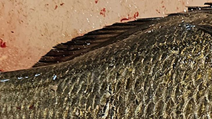 【社会】釣ったクロダイをさばいたら……「えっ」　中から出てきた“謎の物体”に1900万表示の衝撃「そんなことあるんやw」