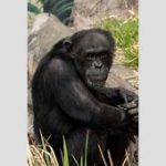 【話題】「ゴリラ1頭vs人間100人」勝つのはどっち？　専門家が導き出した結論とは　米