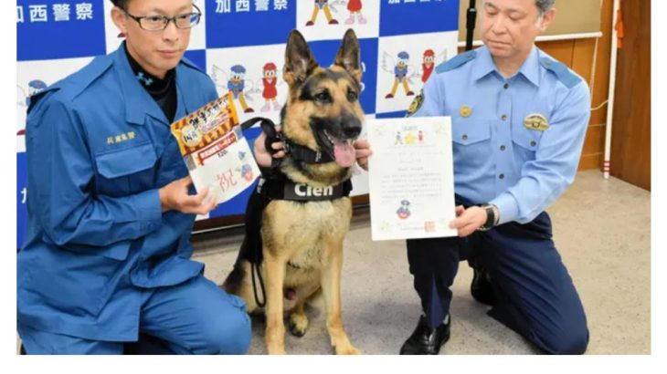 【兵庫】警官が探せなかった行方不明男性、警察犬が1時間で発見 「サージェリー号」に感謝状