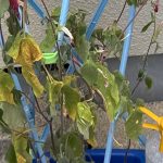 【東京】夏休みが暑すぎて、「アサガオ観察」宿題の難易度が爆上がり　種がつかない、枯れる……(岡田有花氏)